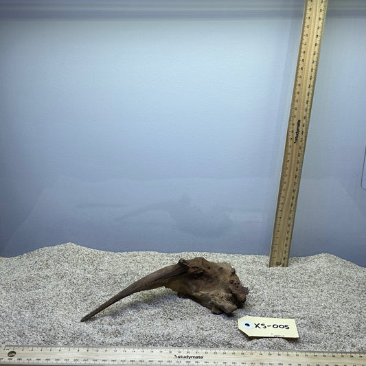 Driftwood (X Small)