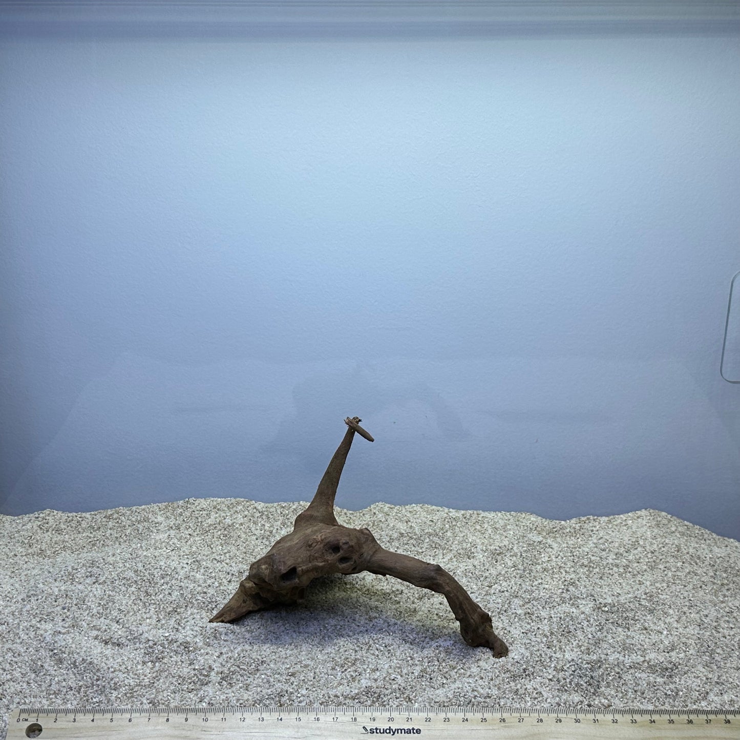 Driftwood (X Small)