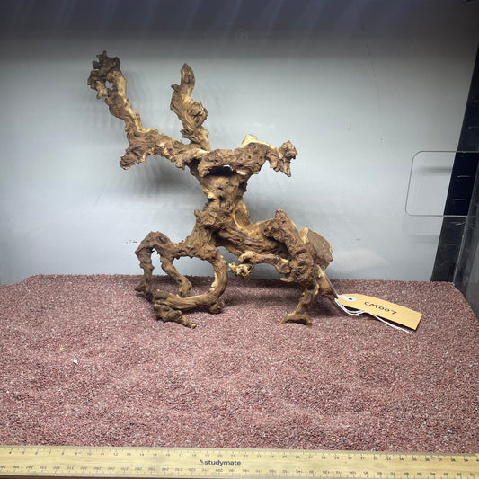 Coral Wood (Medium)