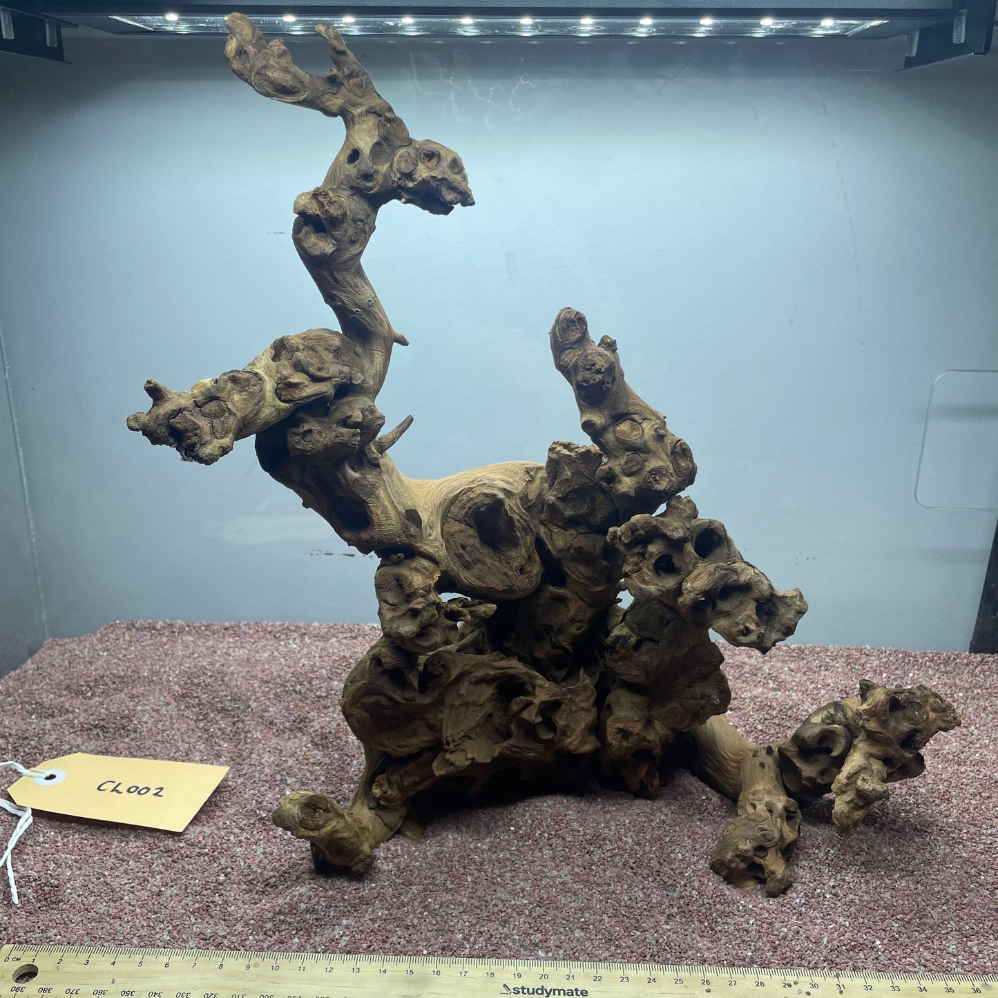 Coral Wood (Large)