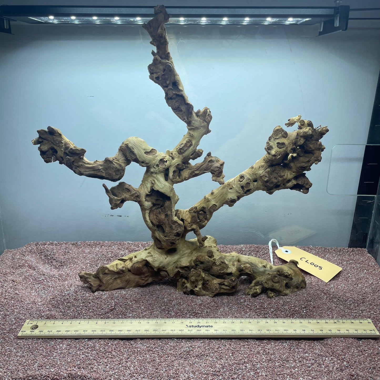 Coral Wood (Large)