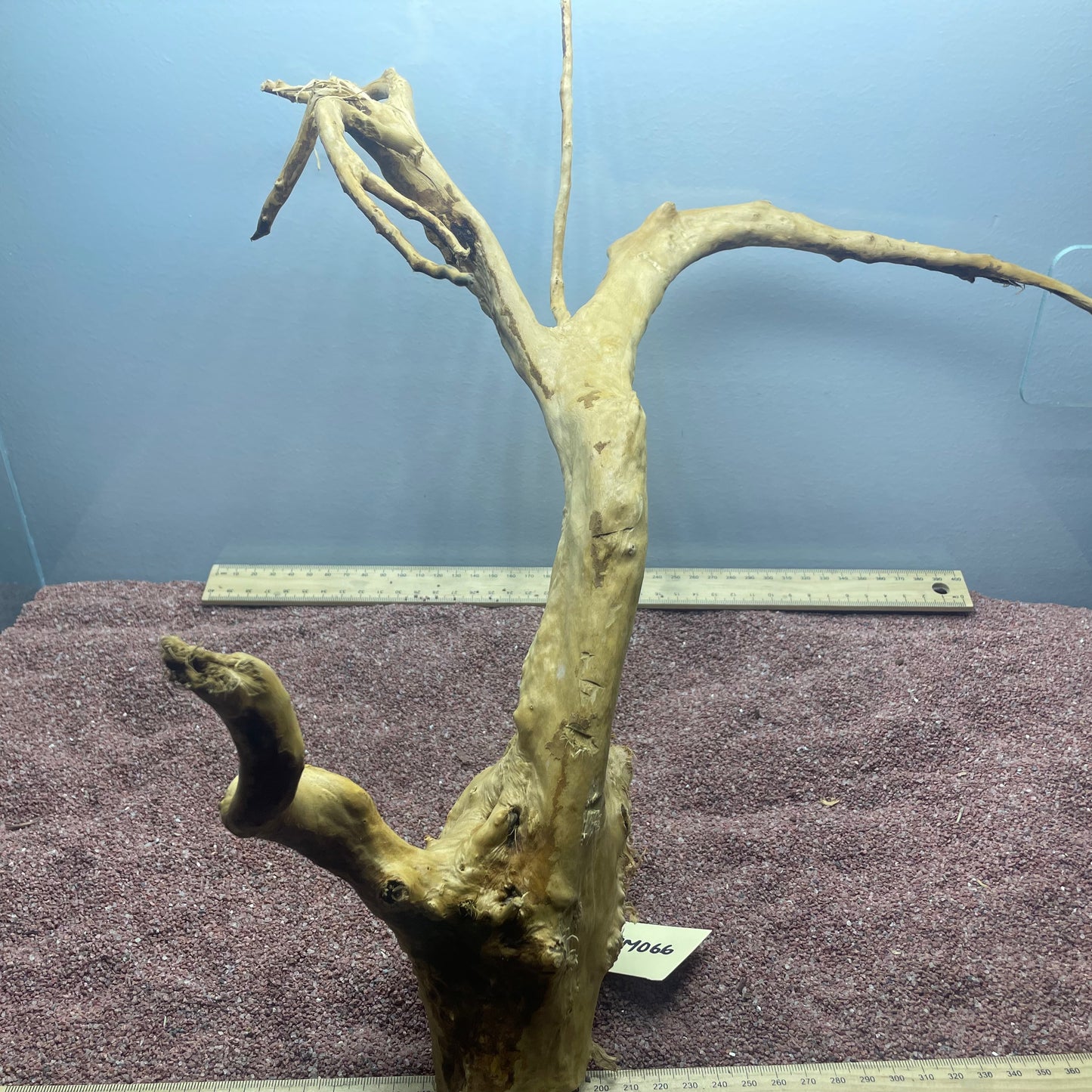 Spiderwood (Medium)