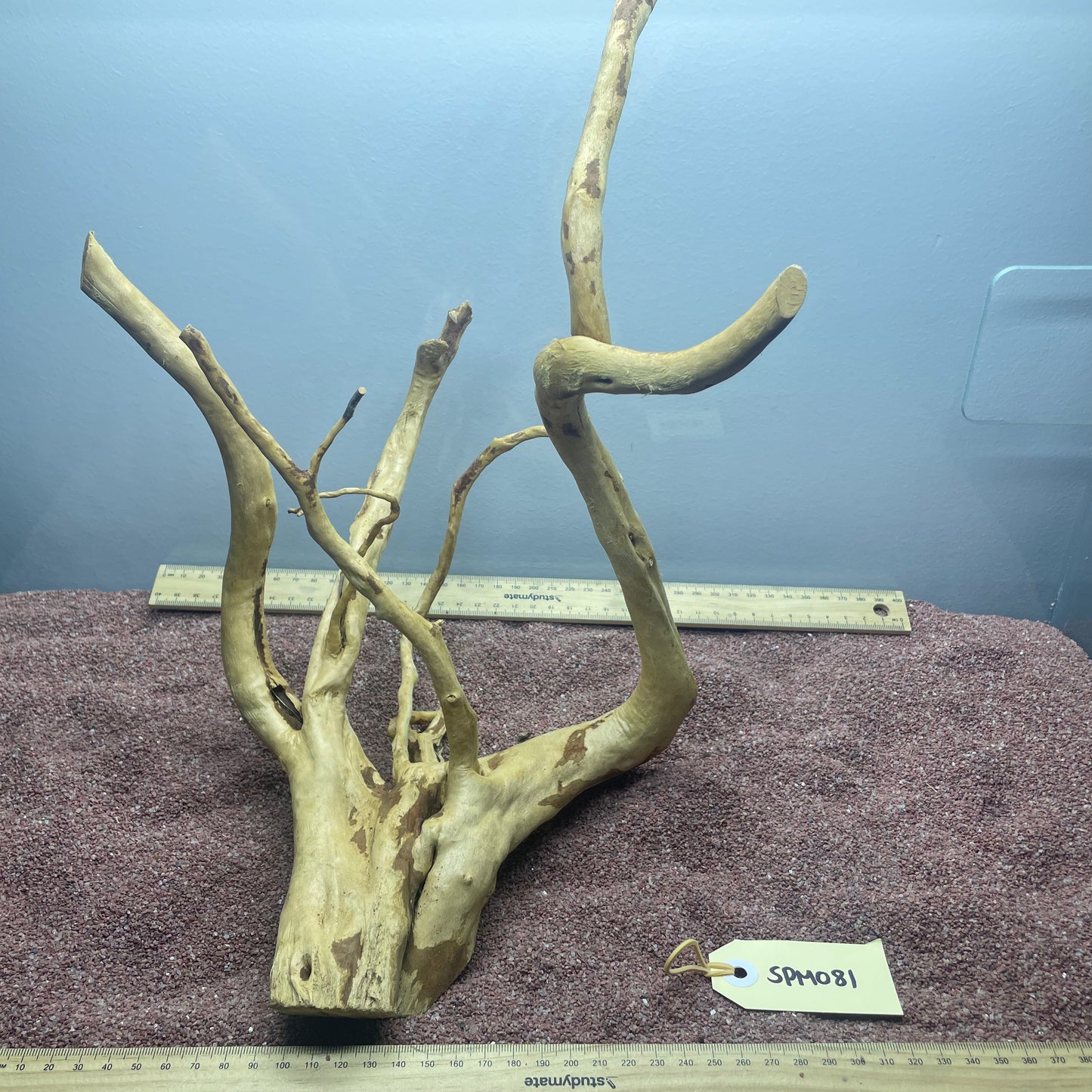 Spiderwood (Medium)