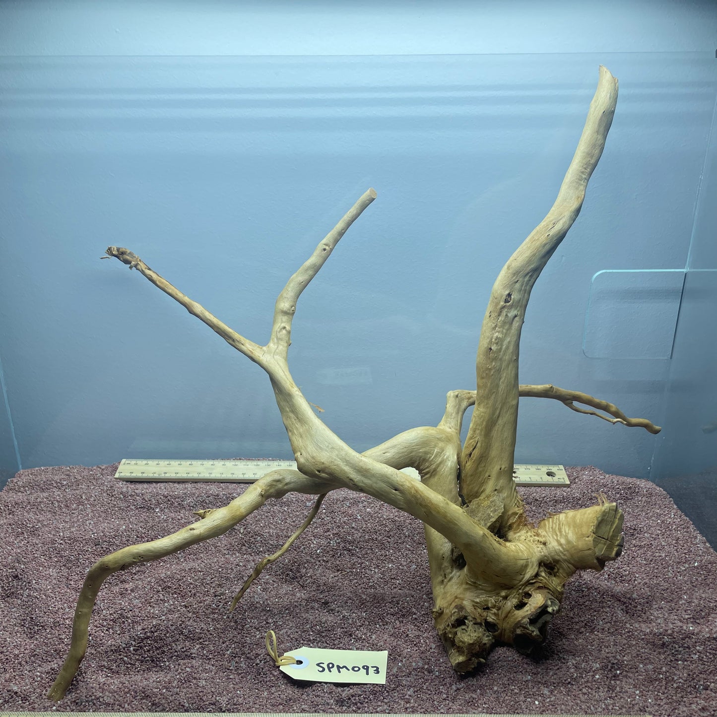 Spiderwood (Medium)
