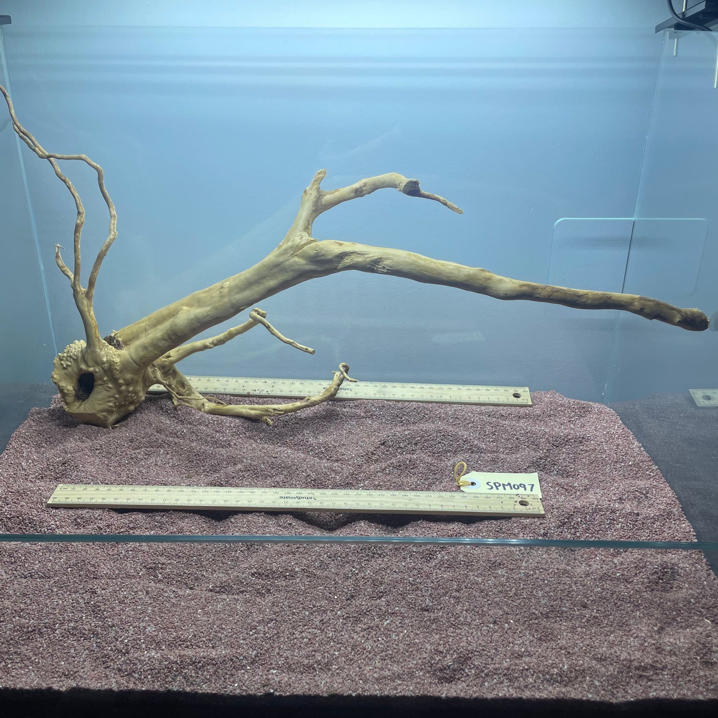 Spiderwood (Medium)