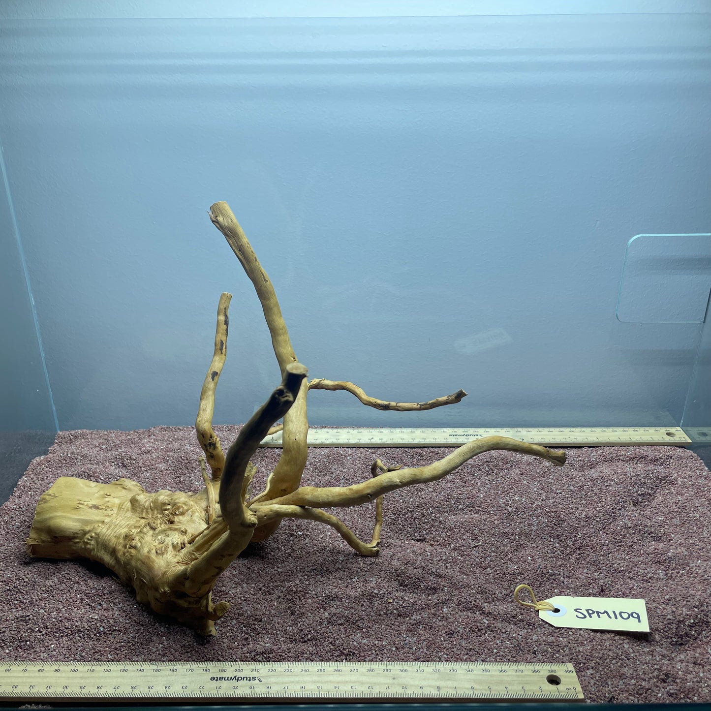 Spiderwood (Medium)