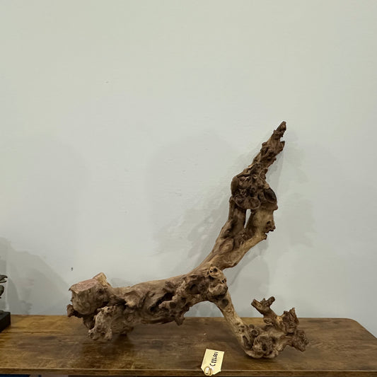 Coral Wood (XX Large)