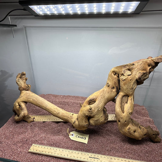 Coral Wood (X Large)