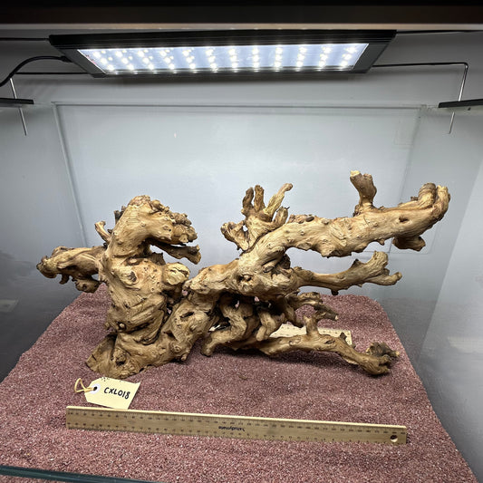 Coral Wood (X Large)