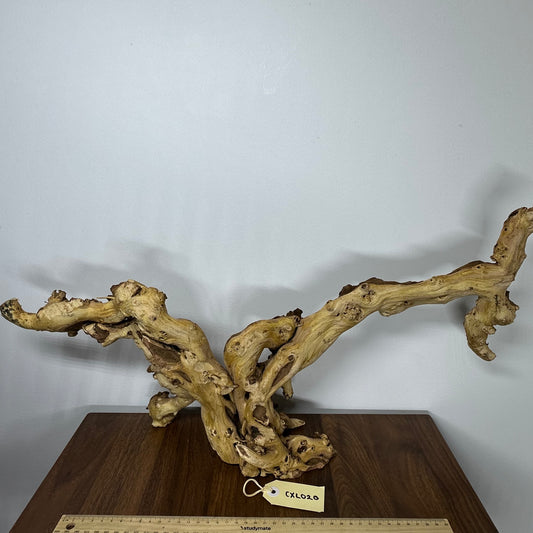 Coral Wood (X Large)