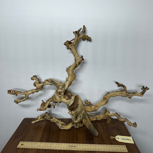 Coral Wood (X Large)