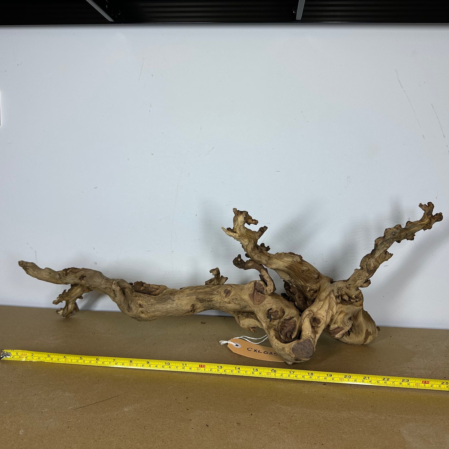 Coral Wood (X Large)