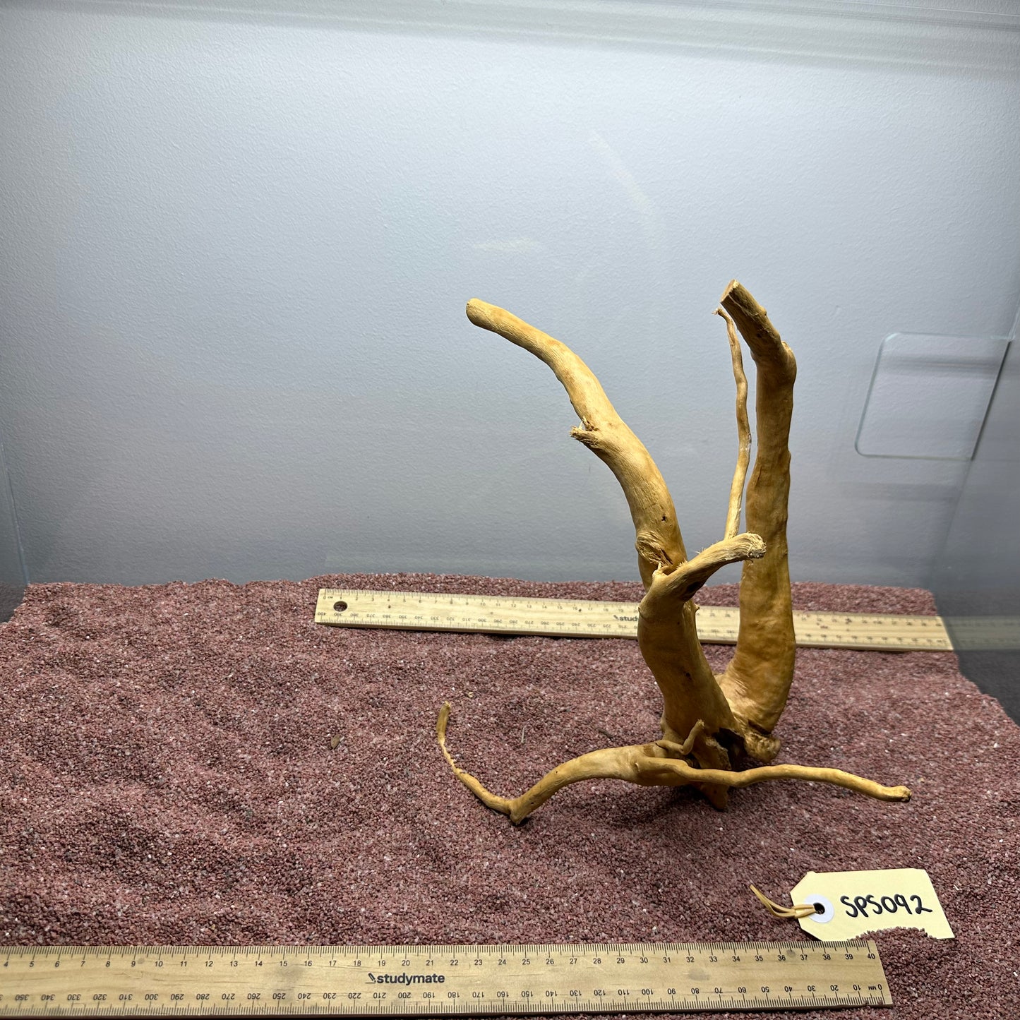 Spiderwood (Small)