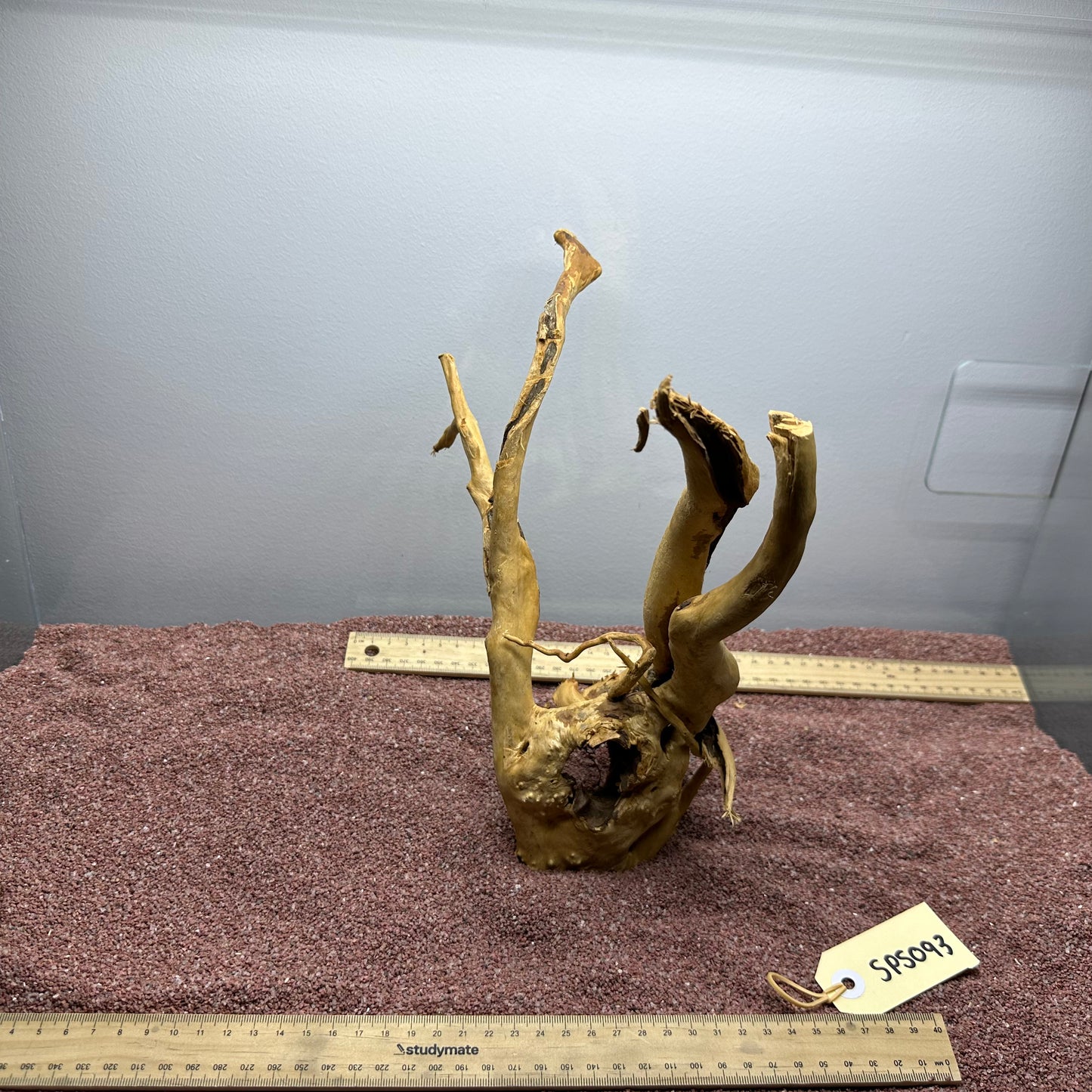 Spiderwood (Small)