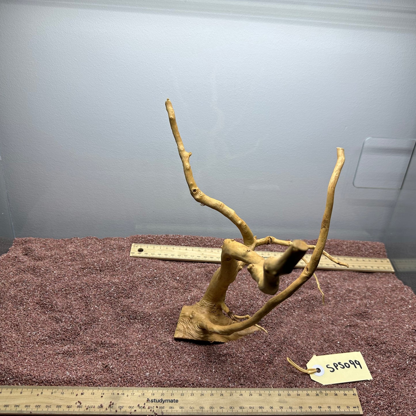Spiderwood (Small)