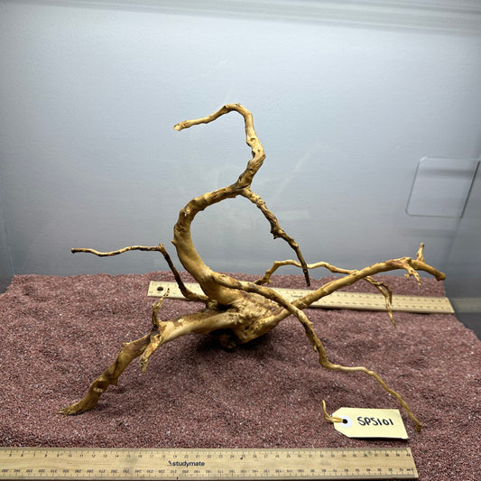 Spiderwood (Small)