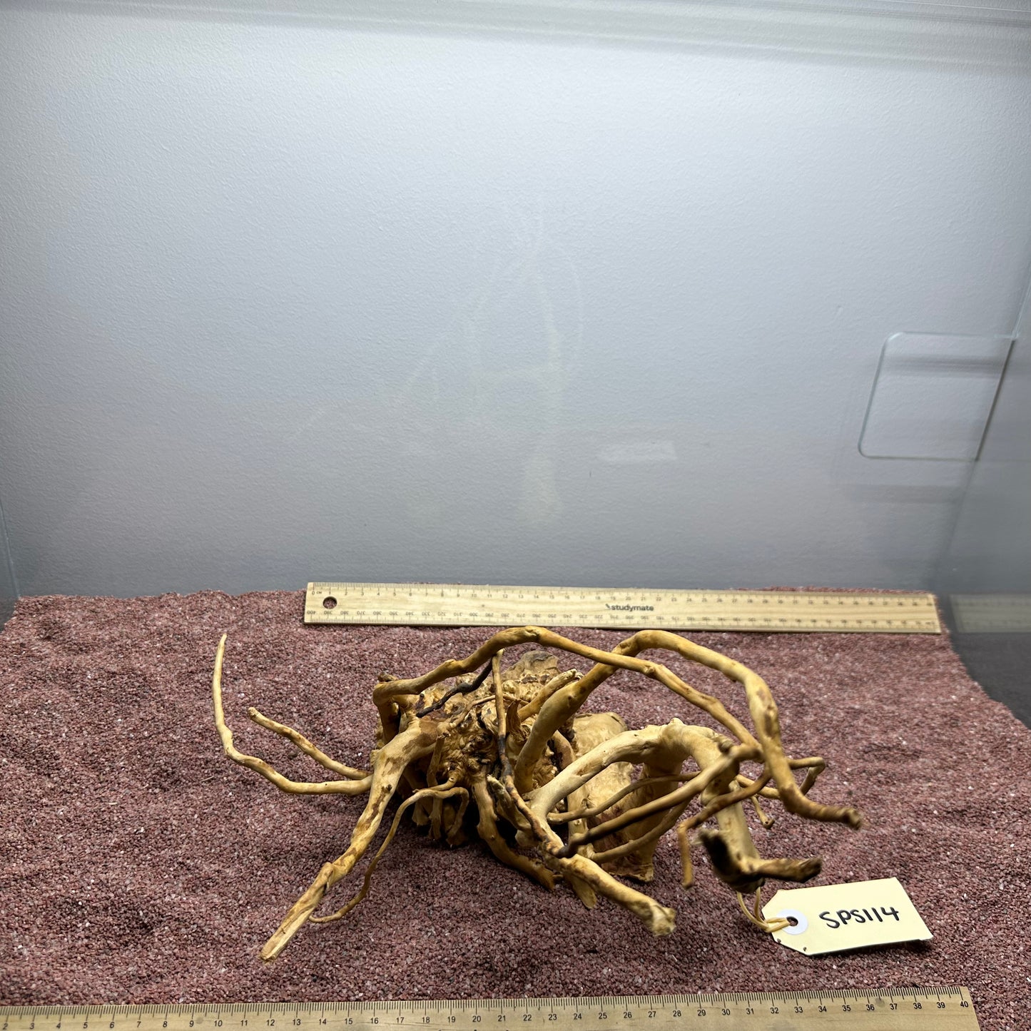 Spiderwood (Small)