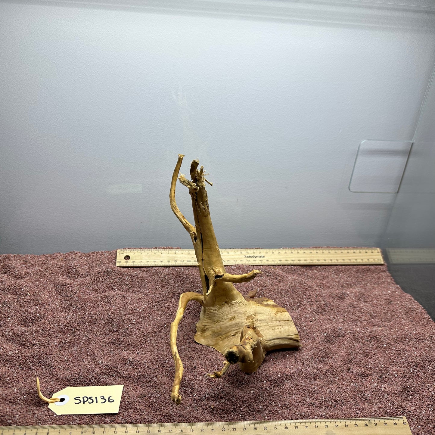 Spiderwood (Small)