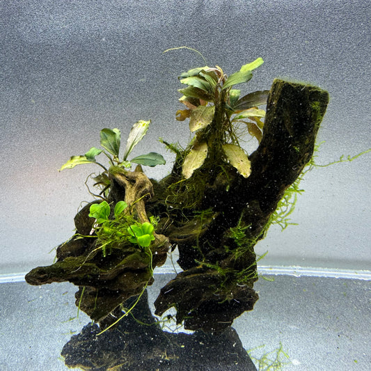 Anubias & Bucephalandra on Driftwood WYSIWYG