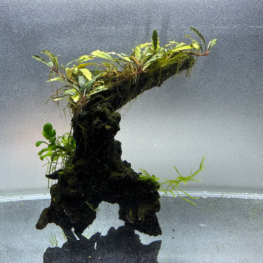 Bucephalandra & Anubias on Driftwood WYSIWYG