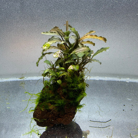 Bucephalandra on Lava Rock WYSIWYG