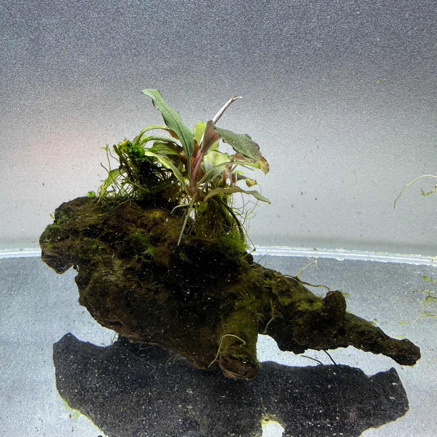 Bucephalandra on Driftwood WYSIWYG
