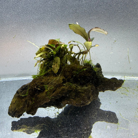 Bucephalandra on Driftwood WYSIWYG