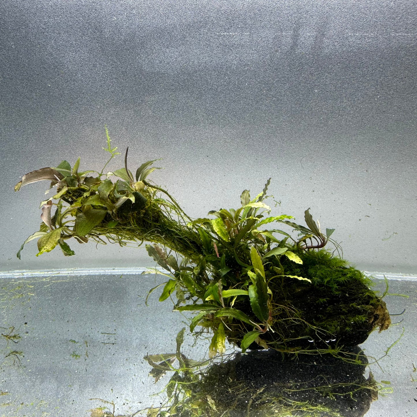 Bucephalandra on Lava Rock WYSIWYG