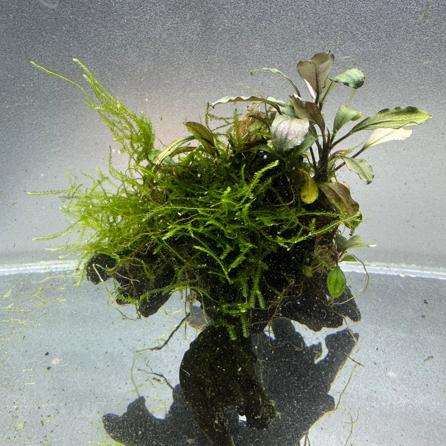 Bucephalandra on Driftwood WYSIWYG