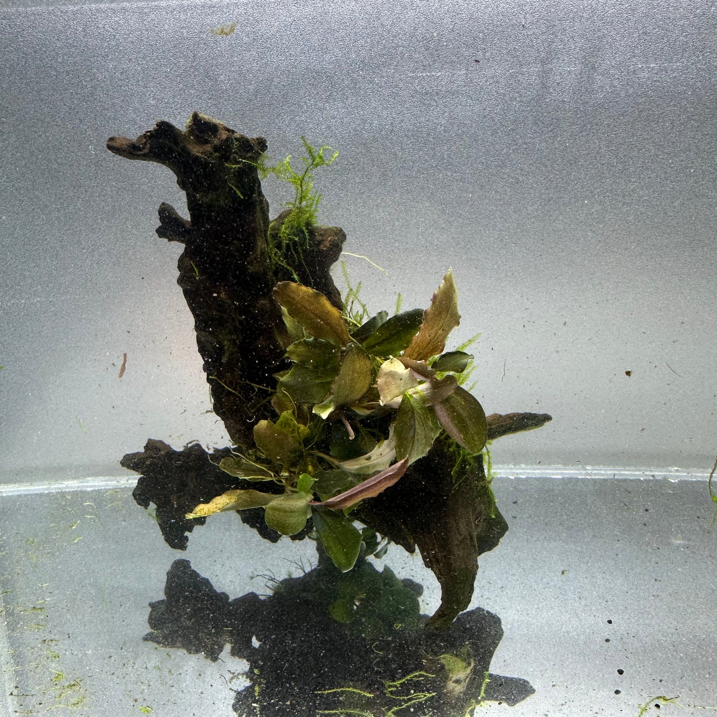 Bucephalandra & Anubias on Driftwood WYSIWYG