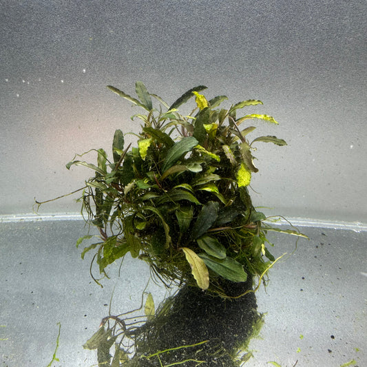 Bucephalandra on Lava Rock WYSIWYG