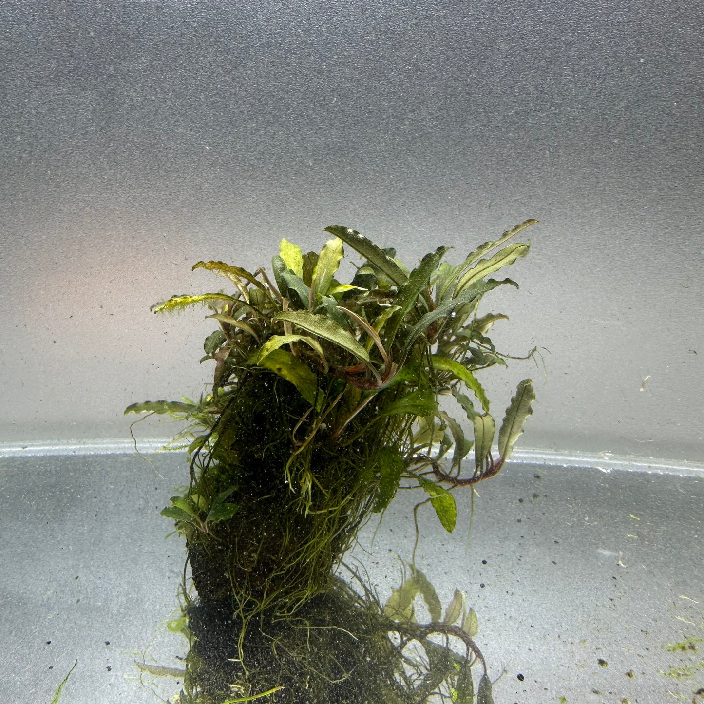 Bucephalandra on Lava Rock WYSIWYG