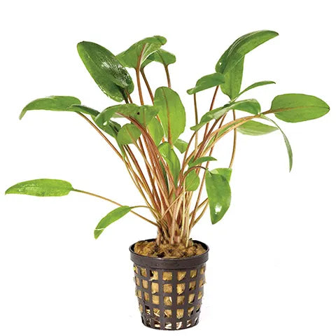 Cryptocoryne in 5cm Pot (Assorted)