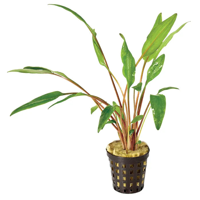 Cryptocoryne in 5cm Pot (Assorted)