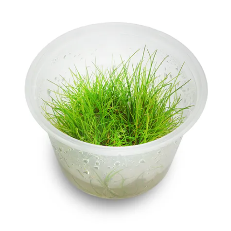 Live Plants