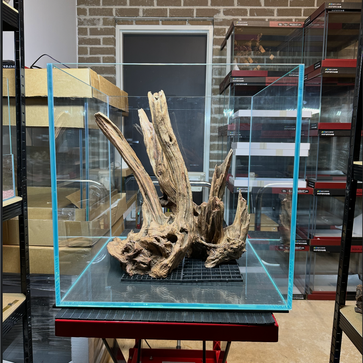 Aquascaped 50cm Cube #003