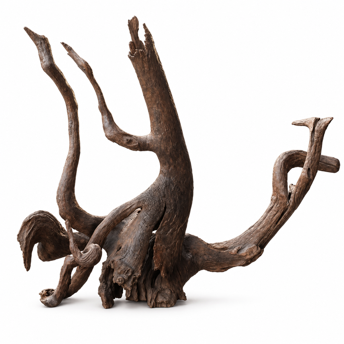 Driftwood "The Octopus"