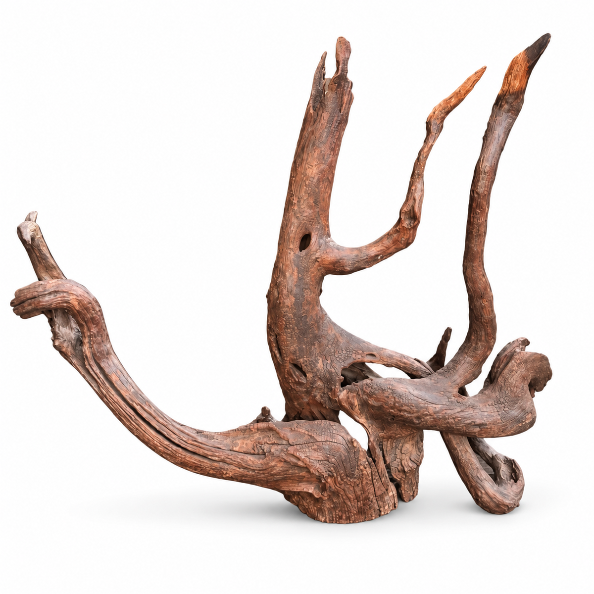 Driftwood "The Octopus"