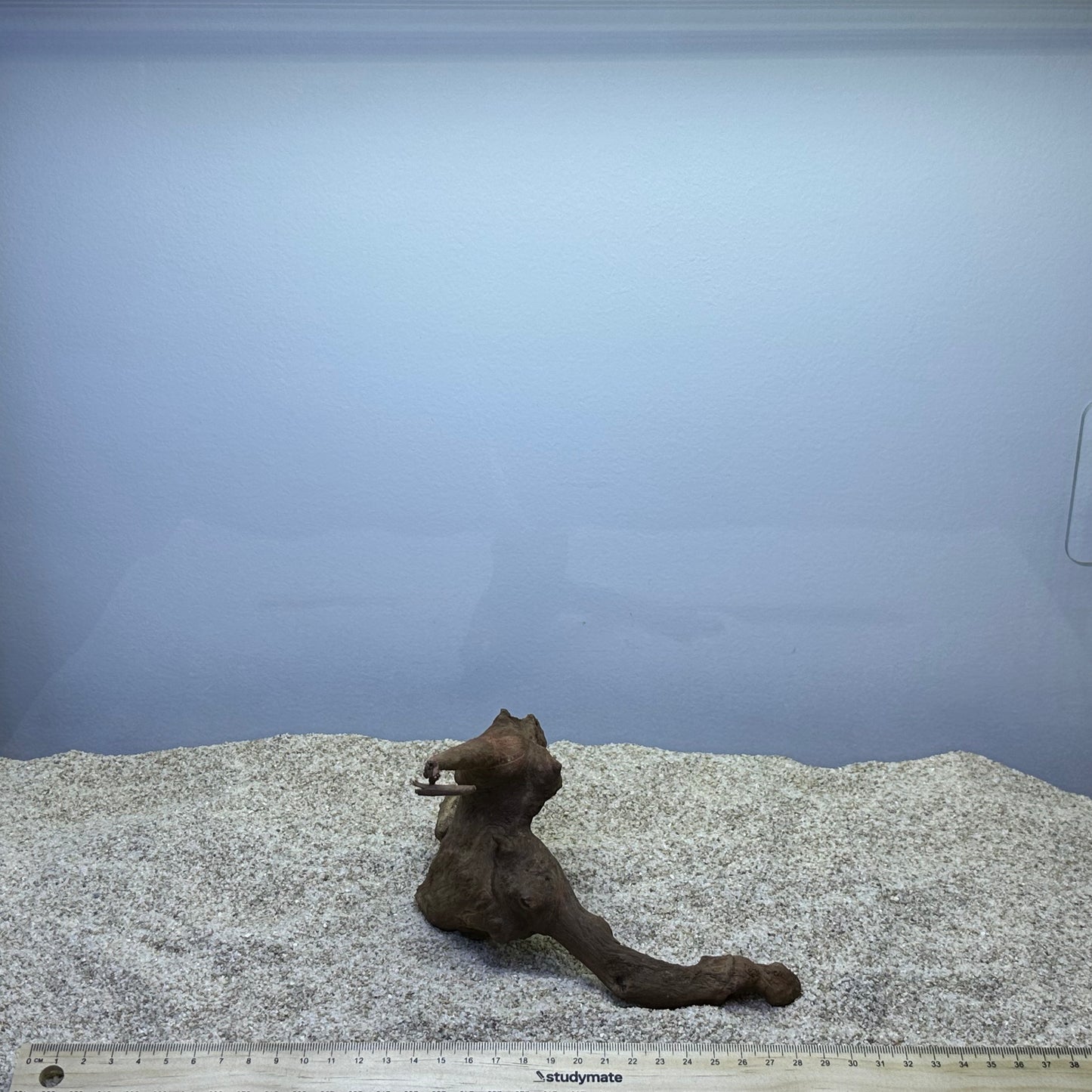 Driftwood (X Small)