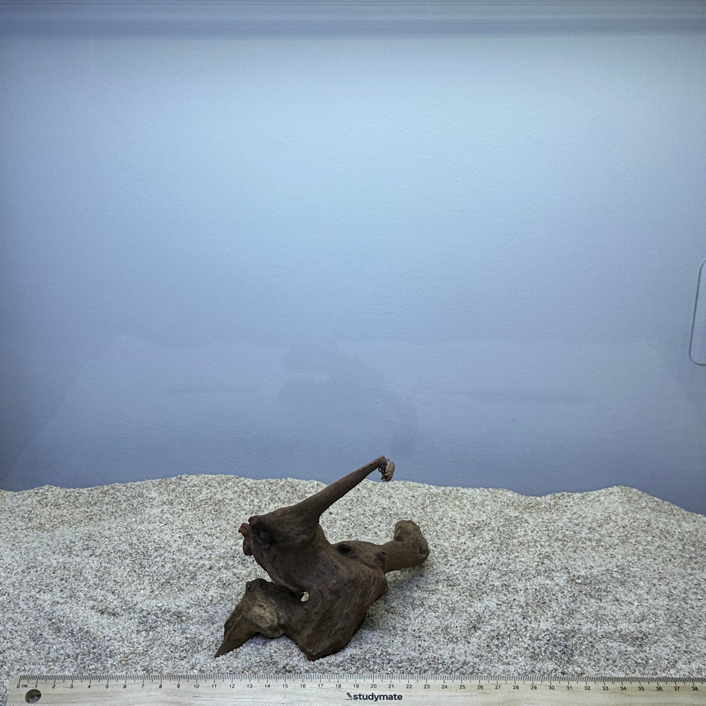 Driftwood (X Small)