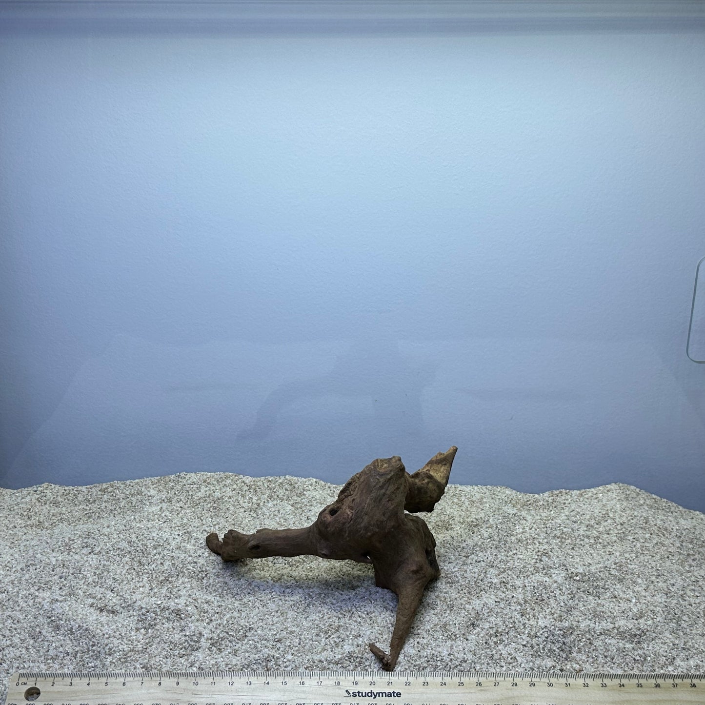 Driftwood (X Small)