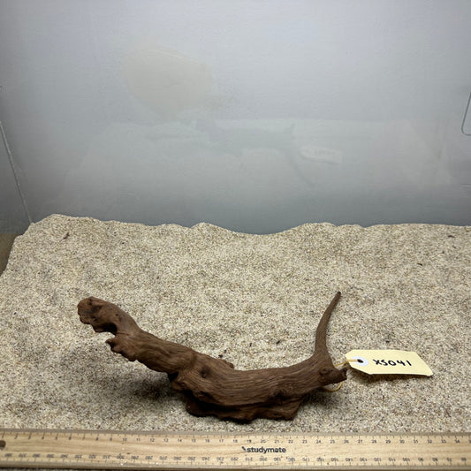 Driftwood (X Small)