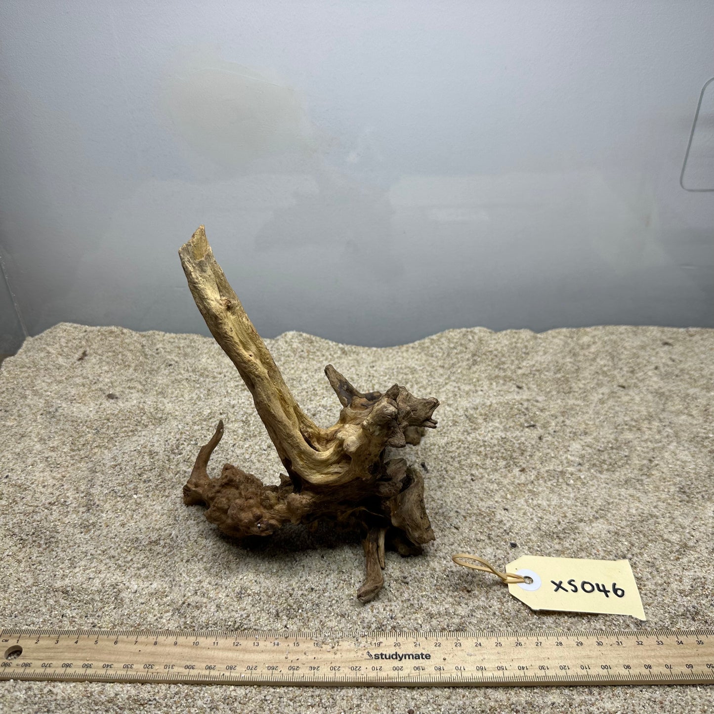 Driftwood (X Small)