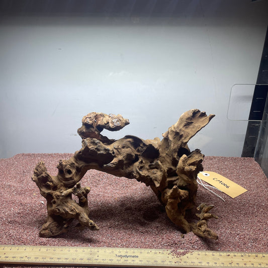 Coral Wood (Medium)