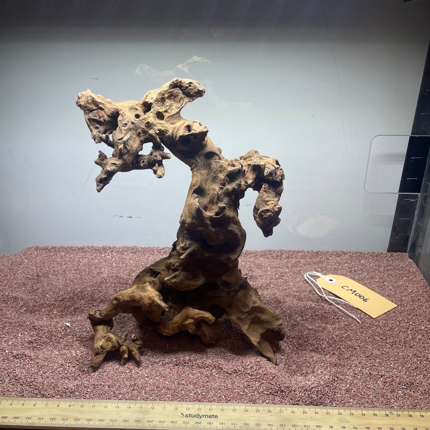 Coral Wood (Medium)