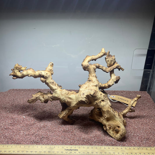 Coral Wood (Medium)