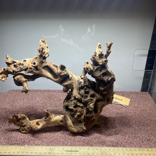 Coral Wood (Medium)