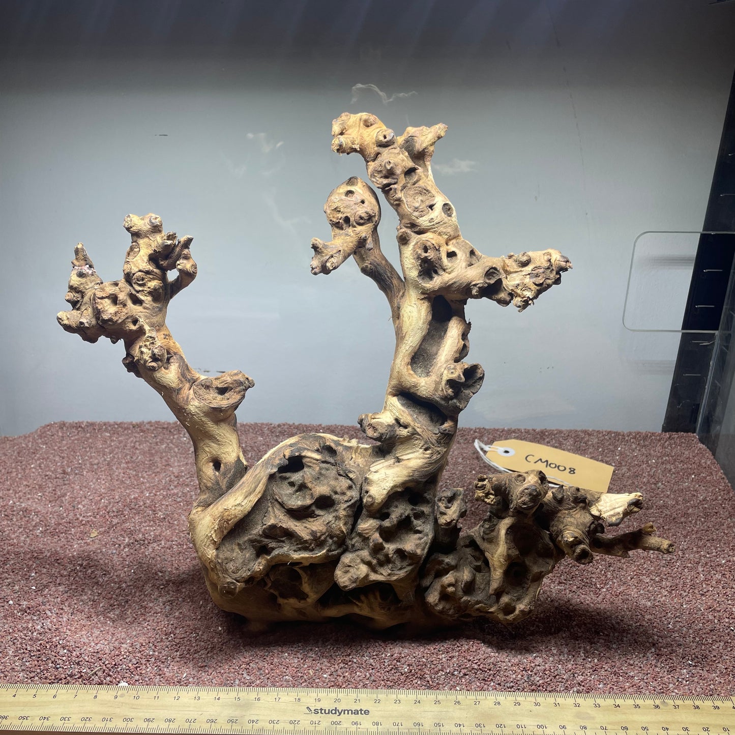 Coral Wood (Medium)