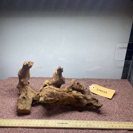 Coral Wood (Medium)
