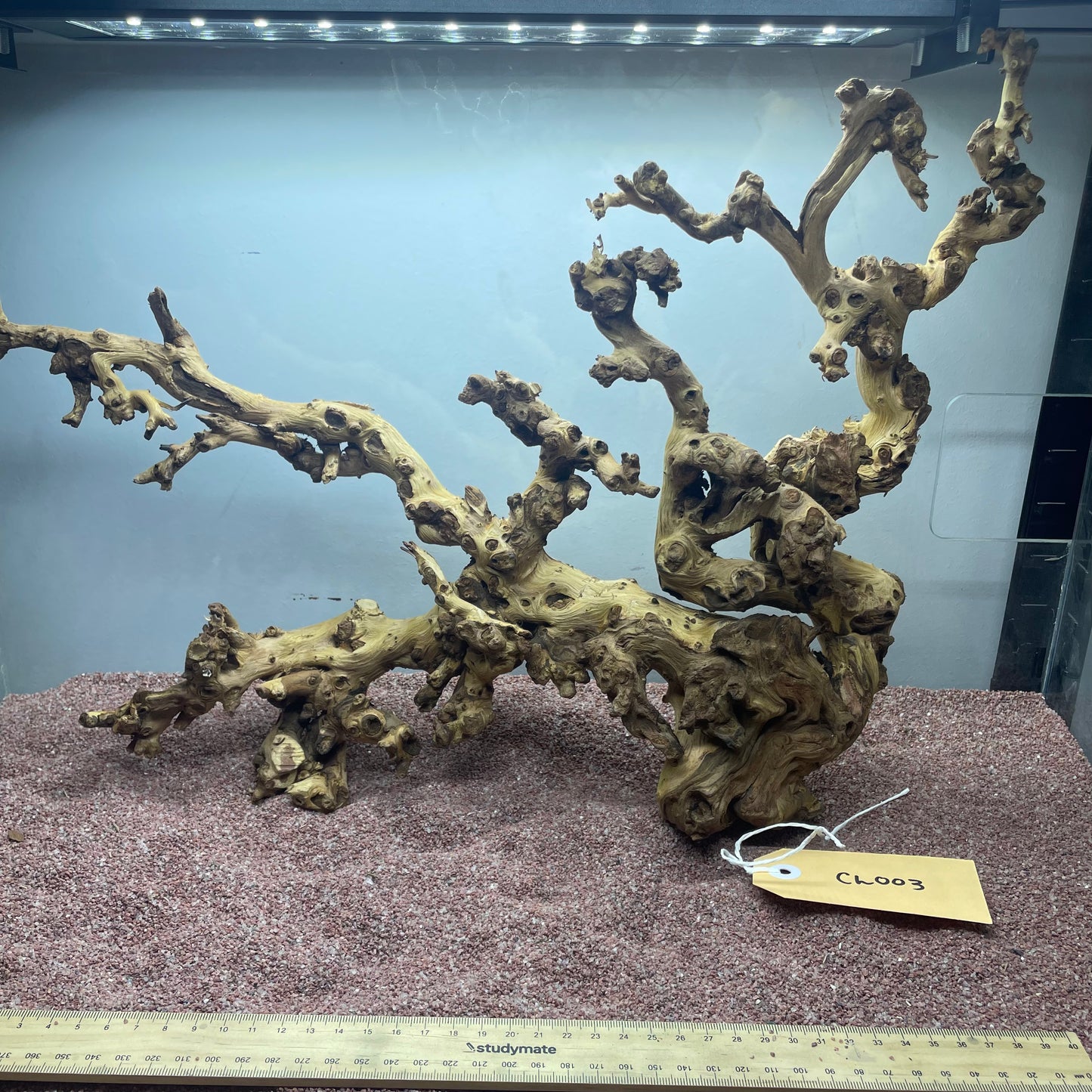 Coral Wood (Large)